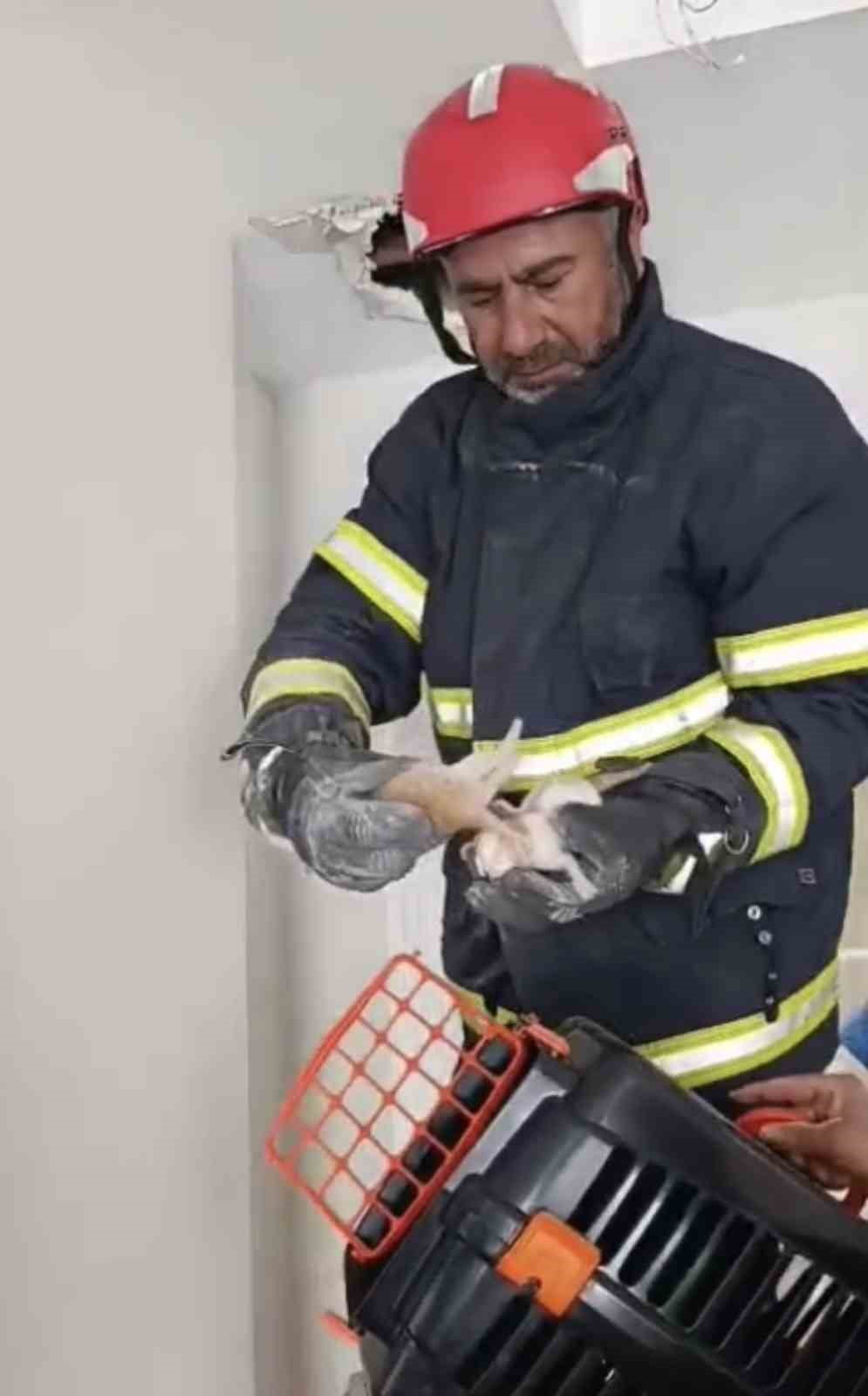 ADIYAMAN’DA ANNE KEDİ TARAFINDAN ASMA TAVANDA DÜNYAYA GETİRİLEN 4 YAVRU KEDİ SIKIŞTIKLARI YERDEN...