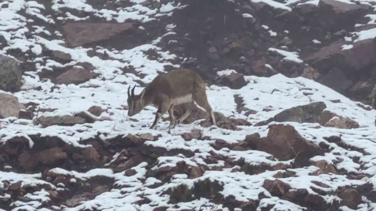 ADIYAMAN’DA ETKİLİ OLAN SİSLİ HAVA, DOĞADA NADİR RASTLANAN DAĞ KEÇİLERİ KARPOSTALLIK GÖRÜNTÜLERE...