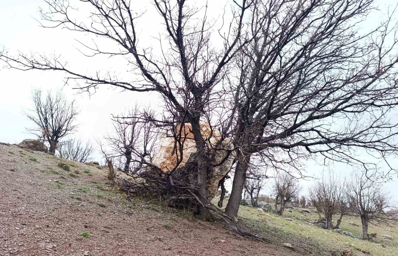 ADIYAMAN’DA YAMAÇTAN KOPARAK YUVARLANAN BÜYÜK BİR KAYA PARÇASI, BİR AĞACA TAKILARAK DURDU. AĞACIN...