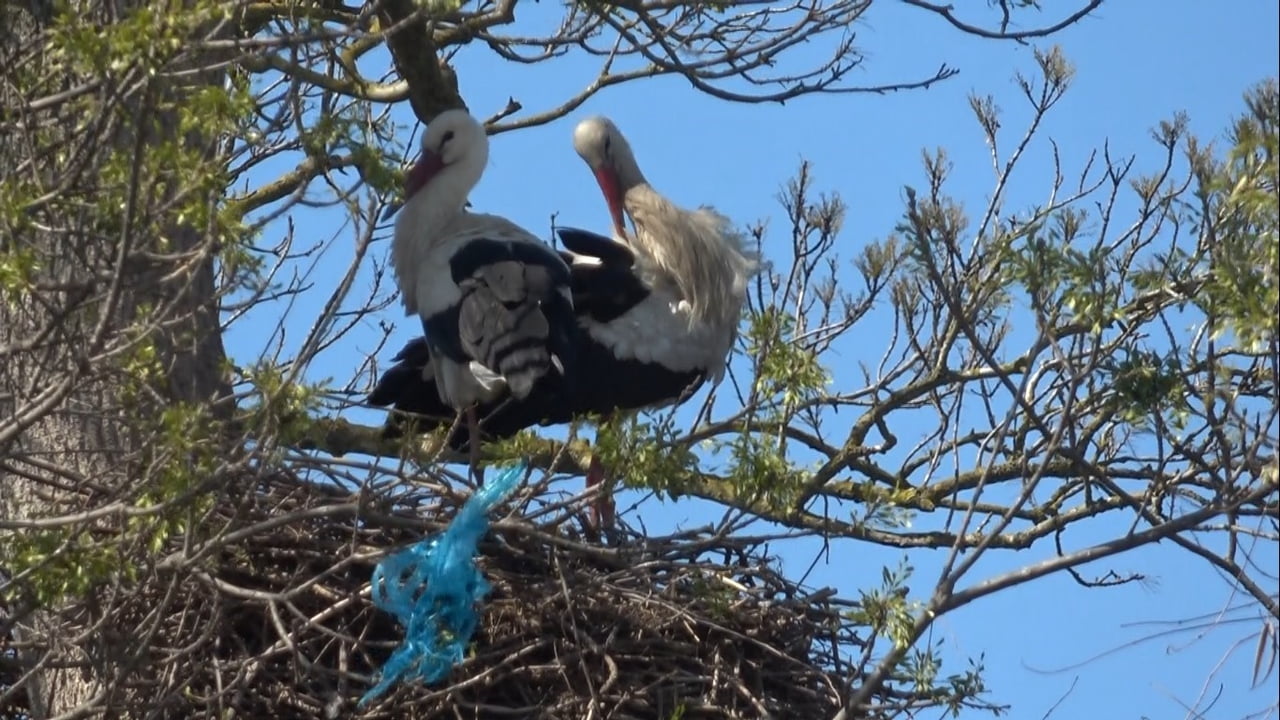 AFRİKA'DAN 7 BİN KİLOMETRE YOL KAT EDEREK SAMSUN KIZILIRMAK DELTASI KUŞ CENNETİ'NE GELEN...