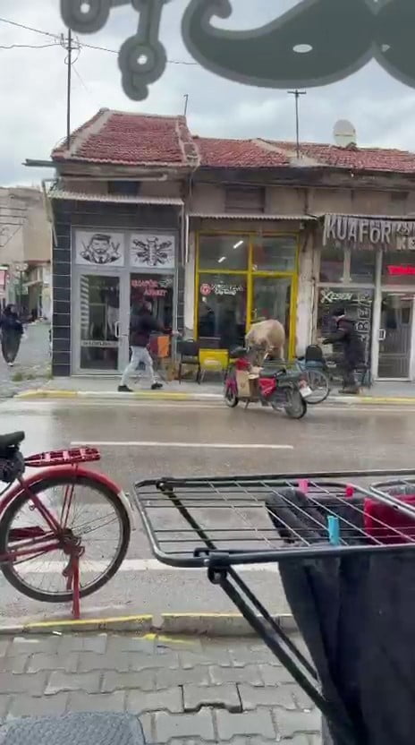 AFYONKARAHİSAR'DA SAHİBİNİN ELİNDEN KAÇAN BİR İNEĞİN BERBER VE ÇAY OCAĞINA GİRMEYE ÇALIŞMASI...