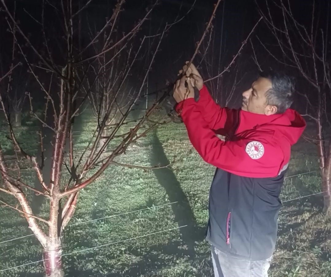 AFYONKARAHİSAR’DA DÜNYACA ÜNLÜ KİRAZ YETİŞTİĞİ ÇAY VE SULTANDAĞI İLÇELERİNDE ZİRAİ DONA KARŞI...