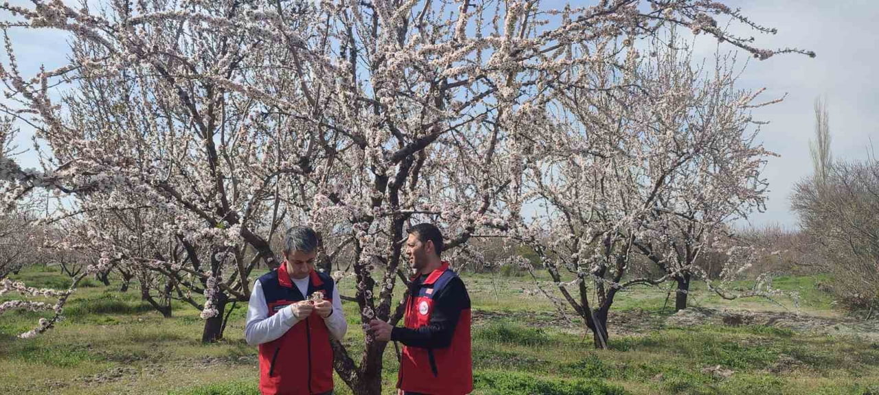 AFYONKARAHİSAR’DA ZİRAİ DON UYARISI SONRASI TARIMSAL ALANLARDA HASAR TESPİT ÇALIŞMALARI...