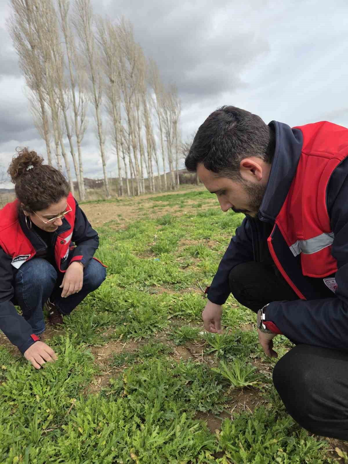 AFYONKARAHİSAR’IN EN ÖNEMLİ TARIM ÜRÜNLERİNDEN BİRİSİ OLAN HAŞHAŞ BAŞTA OLMAK ÜZERE EKİMİ...