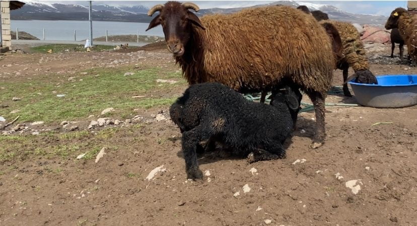 AĞRI'NIN PATNOS İLÇESİNDE BAHARDA YAPILAN "KUZU KATMA" GELENEĞİNDE ONLARCA KOYUN ARASINDAN...