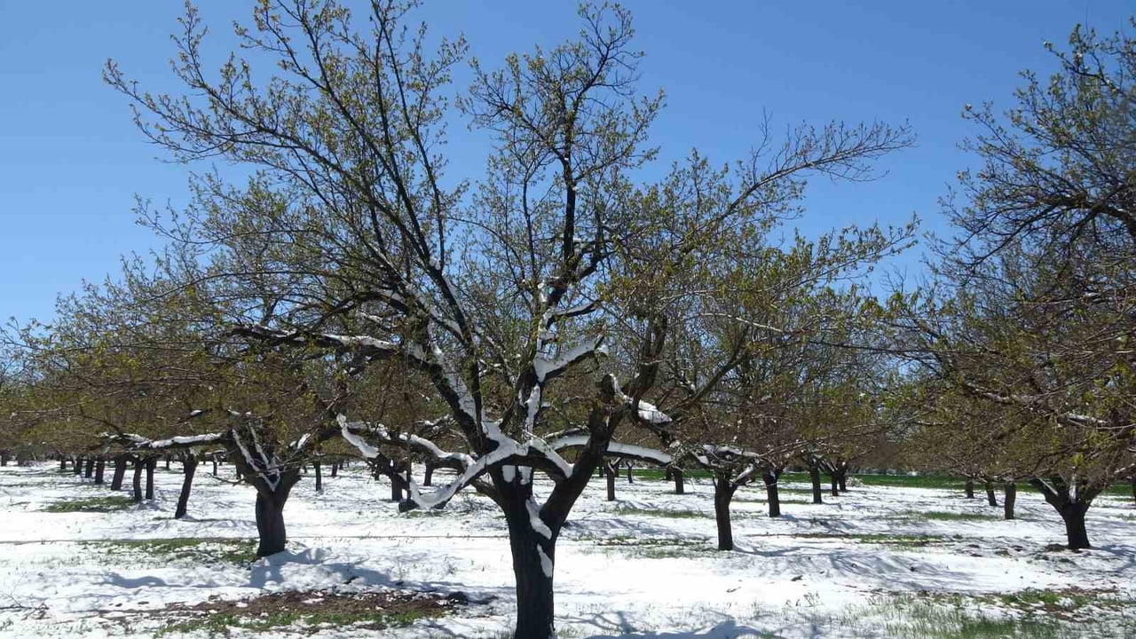 AKÇADAĞ İLÇESİNDE ETKİLİ OLAN KAR YAĞIŞI ÜRETİCİLERİ TEDİRGİN ETTİ.