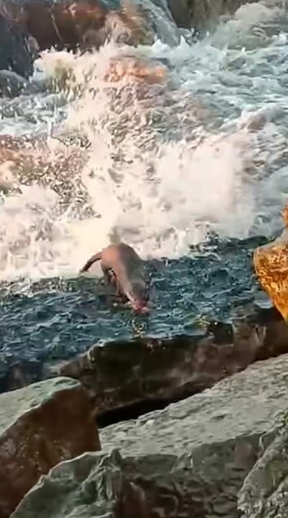 AKÇAKOCA İLÇESİNDE KARADENİZ'DE BALIK AVLAYAN SU SAMURU, VATANDAŞLAR TARAFINDAN CEP TELEFONU...