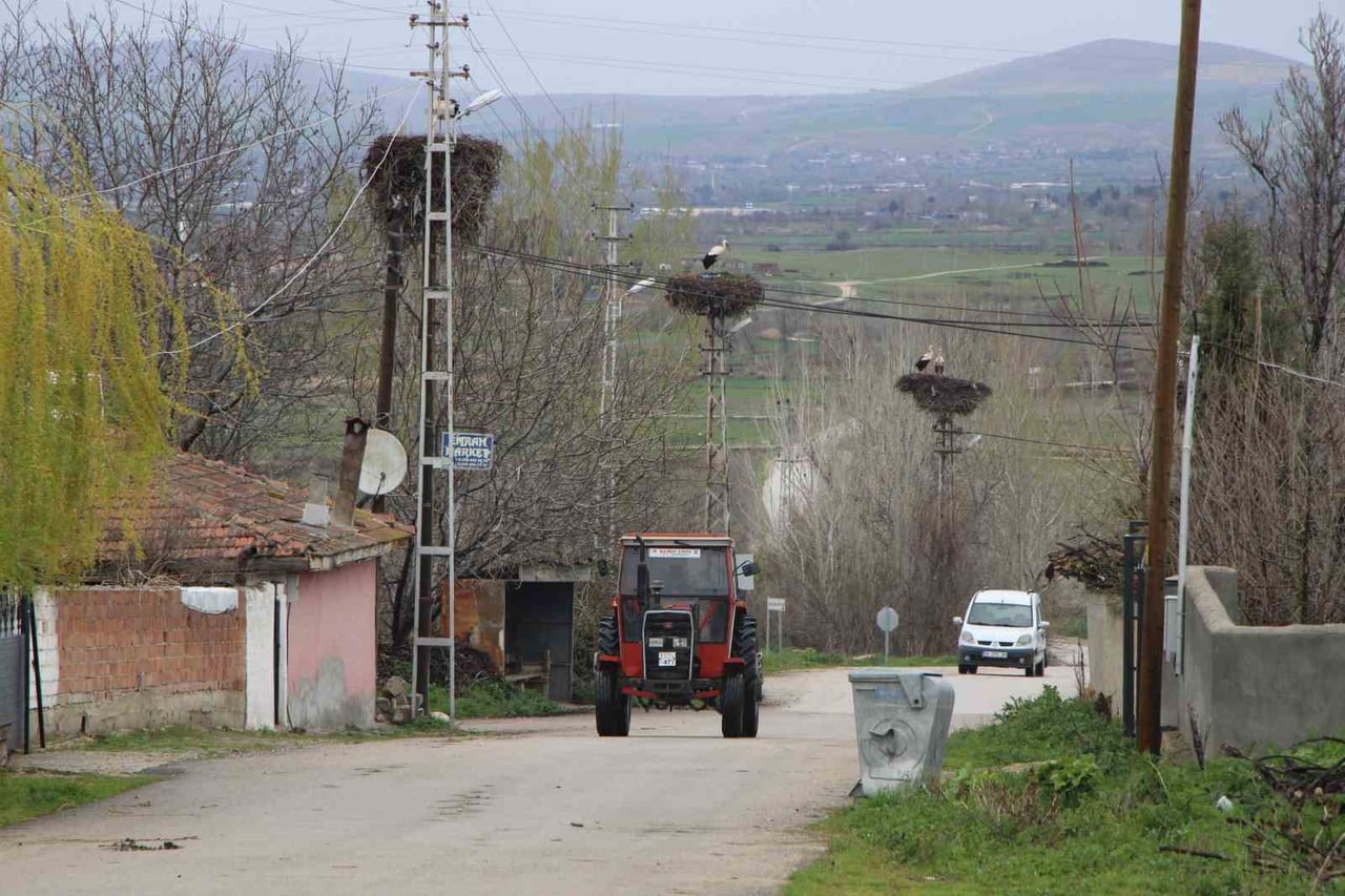 AMASYA'DA BİR KÖYDEKİ BÜTÜN ELEKTRİK DİREKLERİ LEYLEKLERİN YUVASINA DÖNÜŞTÜ. BEREKET GETİRDİĞİNE...