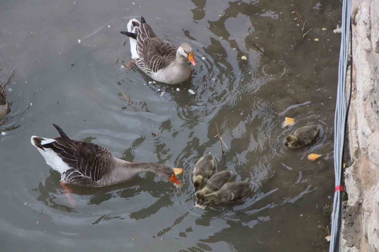 AMASYA’DA 4 KÜÇÜK KAZ YAVRUSU YEŞİLIRMAK NEHRİ’NİN MASKOTU OLDU. SEVİMLİ KAZLAR BESLENME...