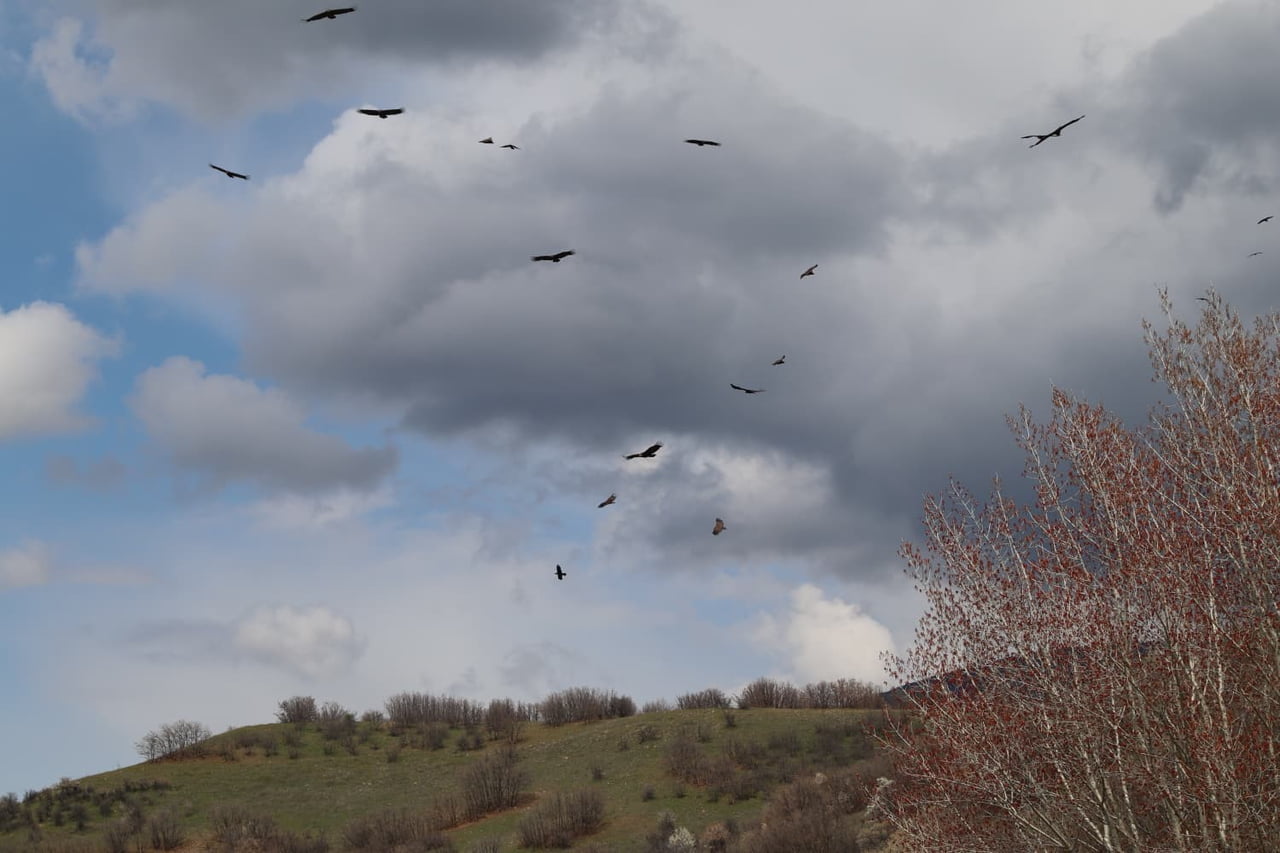 ANKARA’NIN KIZILCAHAMAM İLÇESİNDE YABAN HAYATI HEYECANI YAŞANDI. DOĞA FOTOĞRAFÇISI ÖMER MELİH...