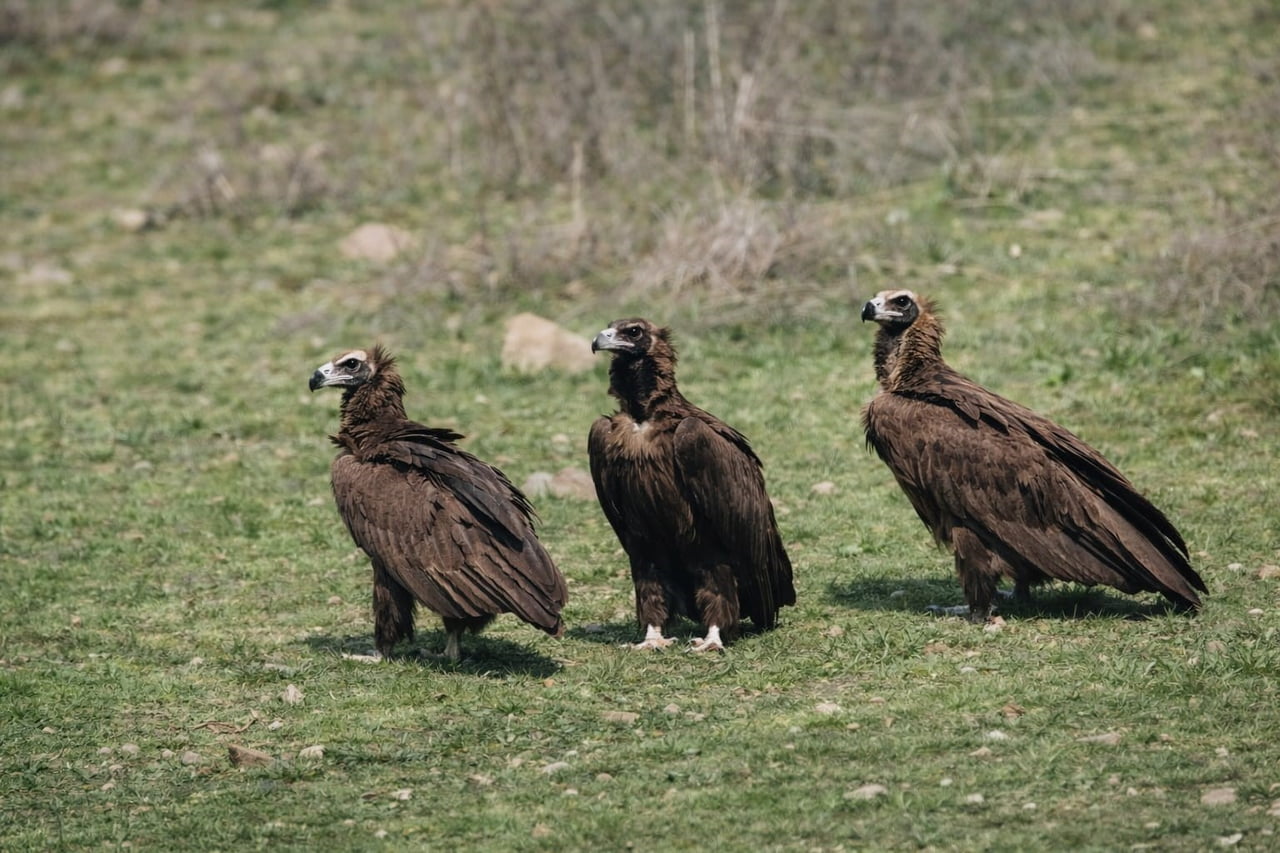 ANKARA’NIN KIZILCAHAMAM İLÇESİNDE YABAN HAYATI HEYECANI YAŞANDI. DOĞA FOTOĞRAFÇISI ÖMER MELİH...