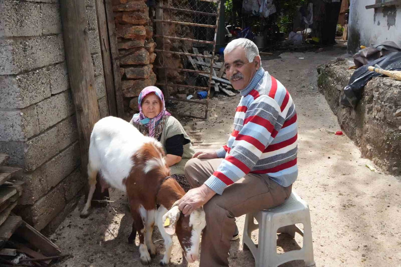 ANTALYA'NIN KONYAALTI İLÇESİNDE YARIM ASRI AŞKIN SÜREDİR KEÇİ YETİŞTİRİCİLİĞİ YAPAN MENŞURE...