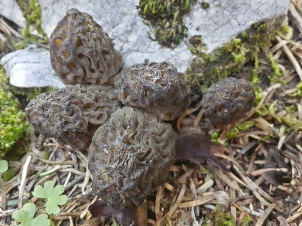 ANTALYA’NIN AKSEKİ İLÇESİNDE, DOĞADA KENDİLİĞİNDEN YETİŞEN VE HALK ARASINDA “GÖBEK” OLARAK BİLİNEN...