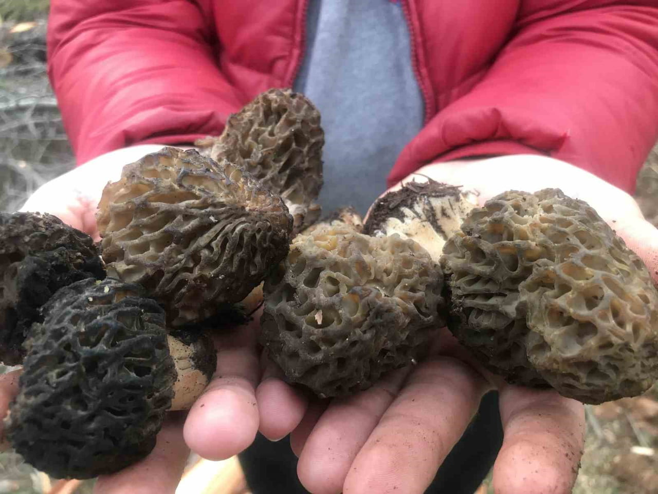 ANTALYA’NIN AKSEKİ İLÇESİNDE, DOĞADA KENDİLİĞİNDEN YETİŞEN VE HALK ARASINDA “GÖBEK” OLARAK BİLİNEN...