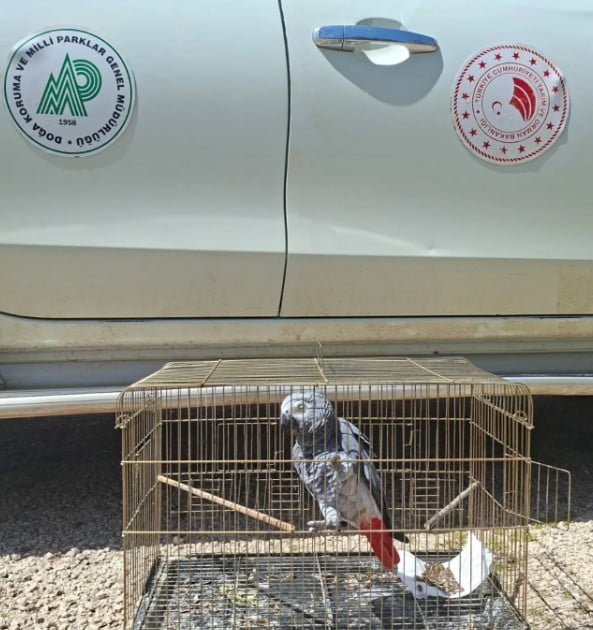 ANTALYA’NIN KAŞ İLÇESİNDE BİR İŞLETMEDE YAPILAN DENETİMDE CITES BELGESİ BULUNMAYAN JAKO PAPAĞANINA...