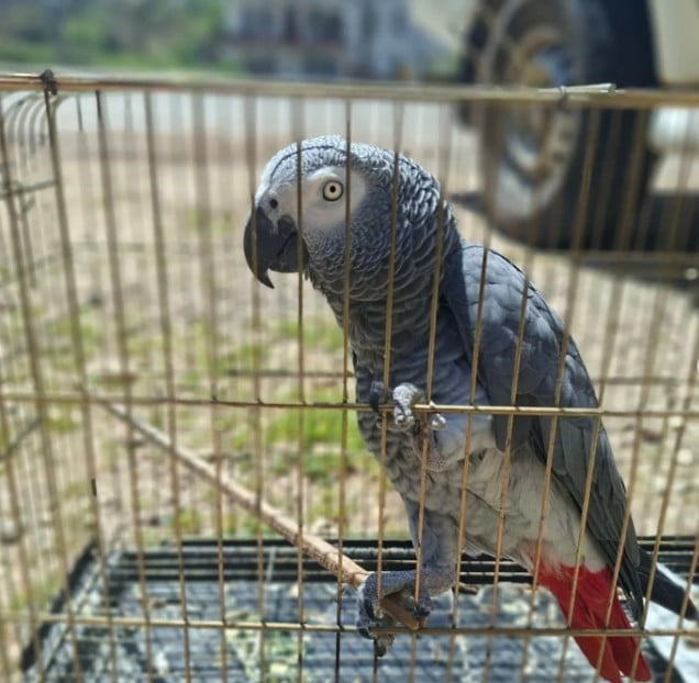 ANTALYA’NIN KAŞ İLÇESİNDE BİR İŞLETMEDE YAPILAN DENETİMDE CITES BELGESİ BULUNMAYAN JAKO PAPAĞANINA...