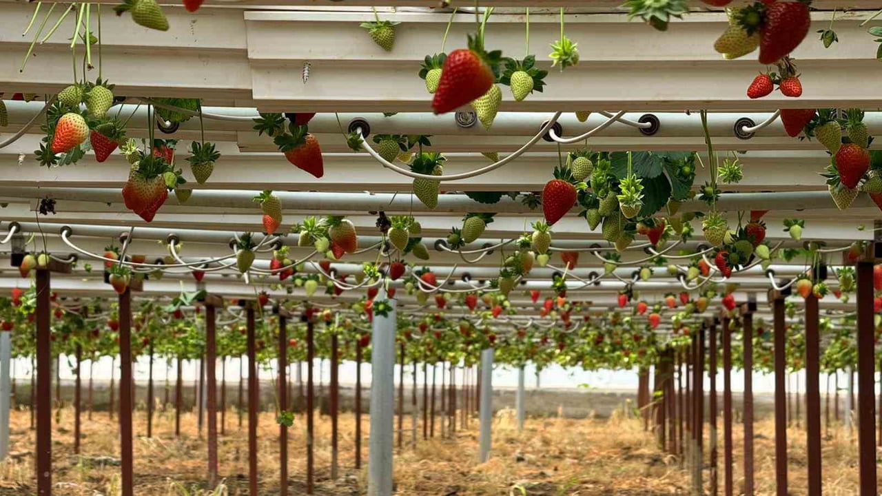 ANTALYA’NIN SERİK İLÇESİNDE YÜKSEK ZİRAAT MÜHENDİSİ HARUN RAŞİT MANAV, ALMANYA’DA ALDIĞI TOPRAKSIZ...