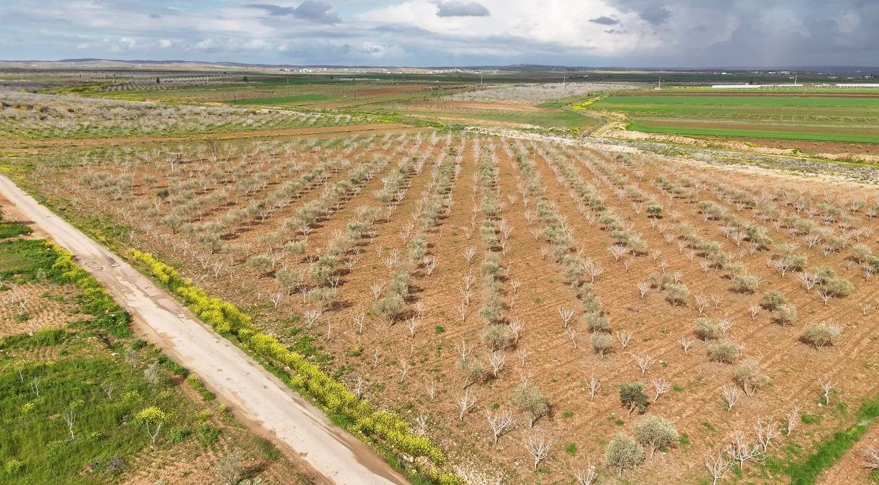 ANTEPFISTIĞINDA BUDAMA DÖNEMİ BAŞLADI
