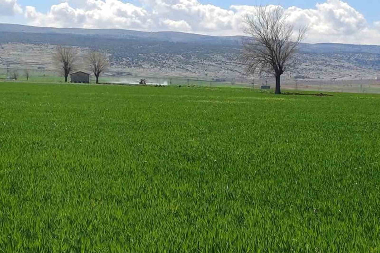 ARABAN'DA SARI PAS HASTALIĞINI ÖNLEMEK AMAÇLI İLAÇLI MÜCADELE BAŞLATILDI