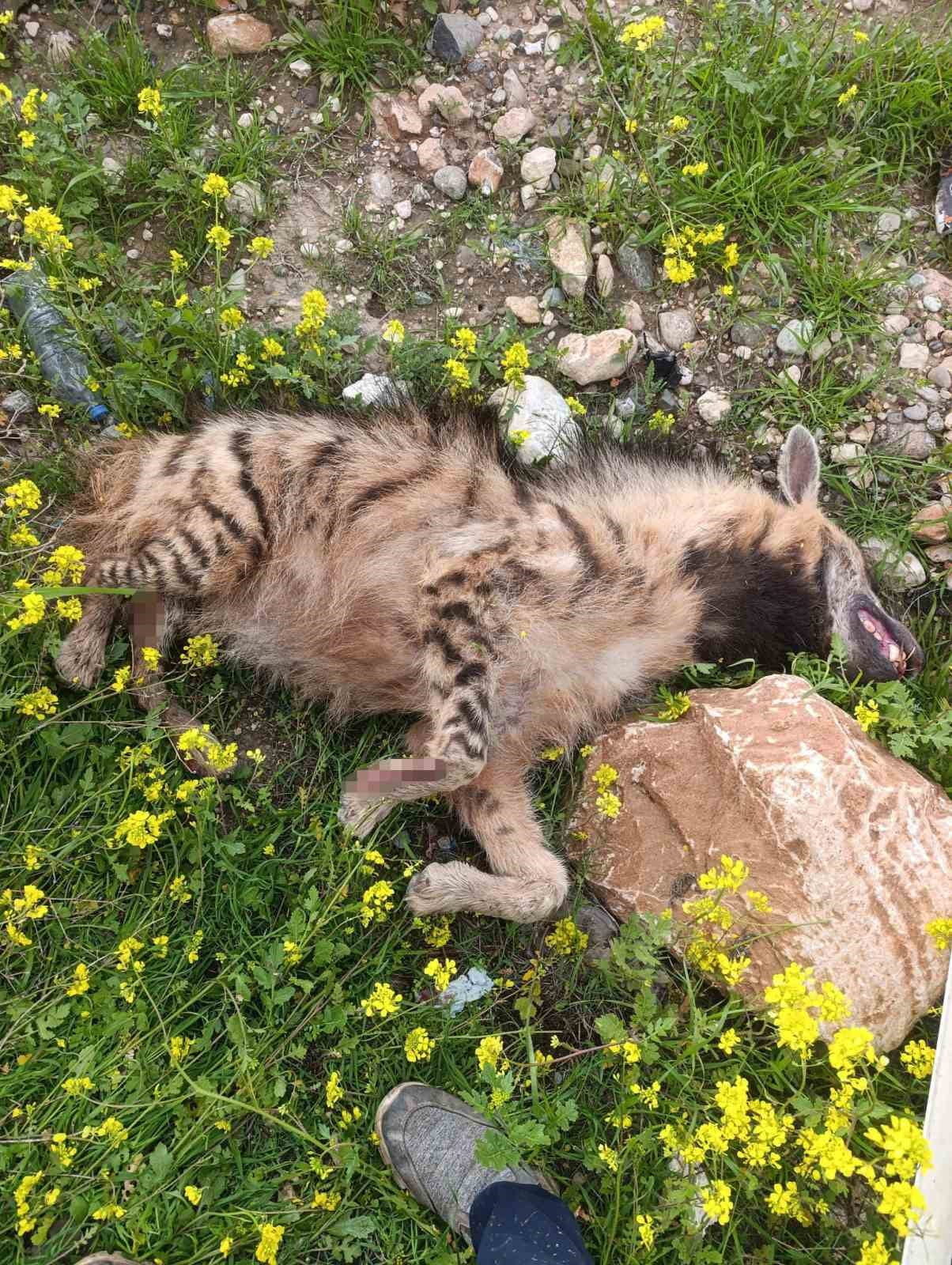 ARACIN ÇARPTIĞI SIRTLAN TELEF OLDU