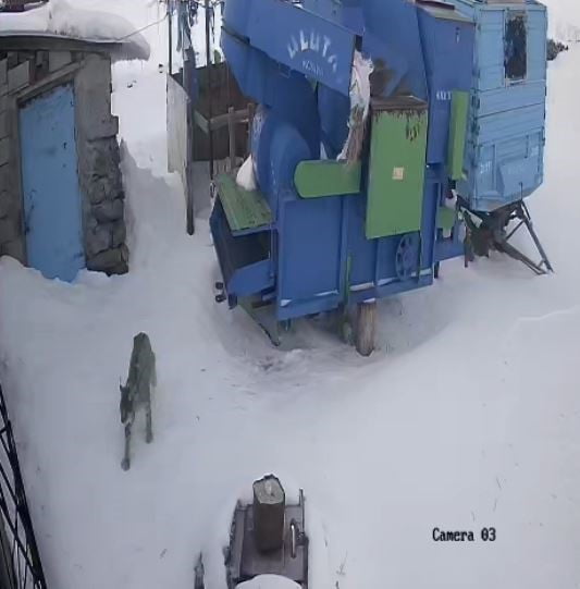 ARDAHAN'DA OLUMSUZ HAVA ŞARTLARI NEDENİYLE AÇ KALAN VAŞAK, KÖYE İNDİ.