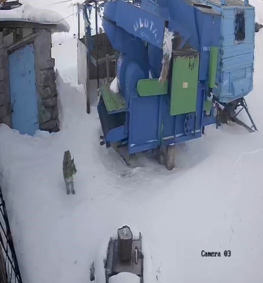 ARDAHAN'DA OLUMSUZ HAVA ŞARTLARI NEDENİYLE AÇ KALAN VAŞAK, KÖYE İNDİ.