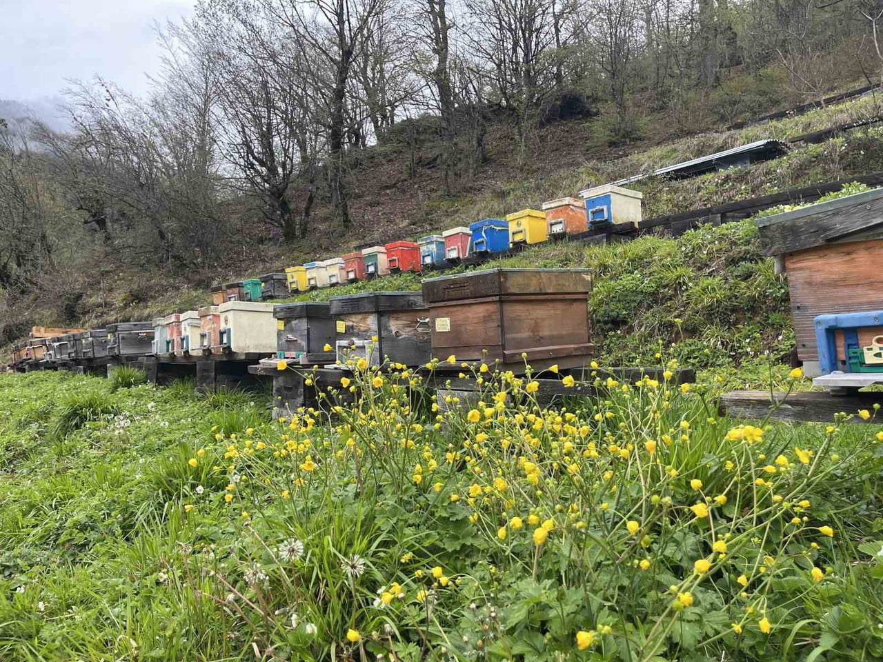 ARTVİN’DE DÜZENLENEN BAL ÇALIŞTAYI KAPSAMINDA KAFKAS ARISI GEN MERKEZİ’NE YAPILAN TEKNİK GEZİDE...