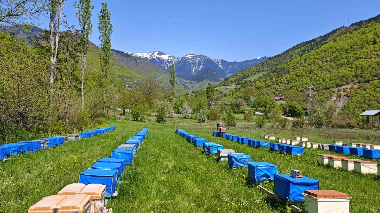 ARTVİN’DE ETKİLİ OLAN ANİ SOĞUK HAVA ARILARIN GELİŞİMİNİ OLUMSUZ ETKİLERKEN, ÜRETİCİLER TEDİRGİN...