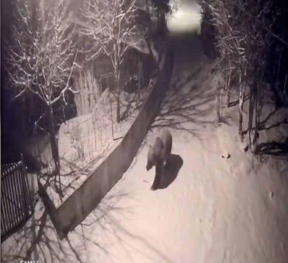 ARTVİN’DE İLKBAHARLA BİRLİKTE KIŞ UYKUSUNDAN UYANAN AÇ AYILAR, YİYECEK BULMAK İÇİN KÖYLERE VE...