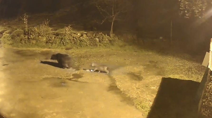 ARTVİN’DE İLKBAHARLA BİRLİKTE KIŞ UYKUSUNDAN UYANAN AÇ AYILAR, YİYECEK BULMAK İÇİN KÖYLERE VE...