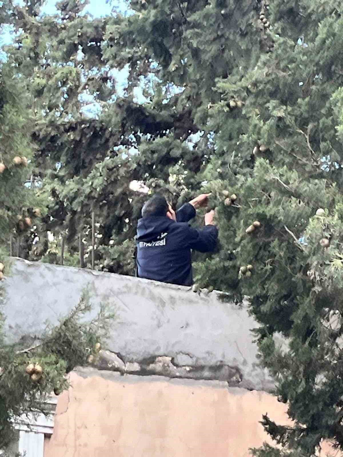 ASA AĞAÇTA MAHSUR KALAN KEDİYİ İTFAİYE KURTARDI (FOTOĞRAFLI) CEMAL KILINÇ HATAY (İHA) - HATAY’DA...