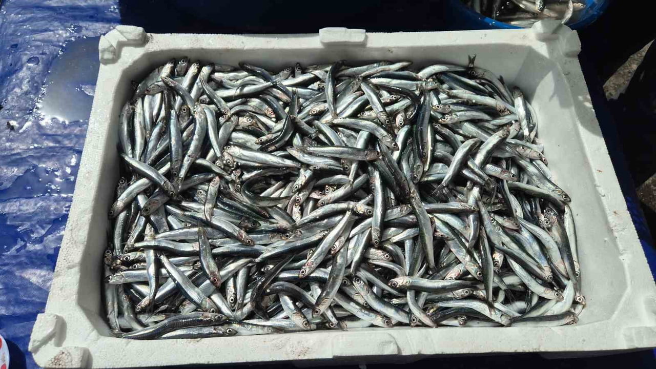 AV YASAĞININ BAŞLAMASINA BİR GÜN KALA SÜLEYMANPAŞA’DA HAMSİNİN KİLOGRAM FİYATI 100 TL'DEN SATIŞA...