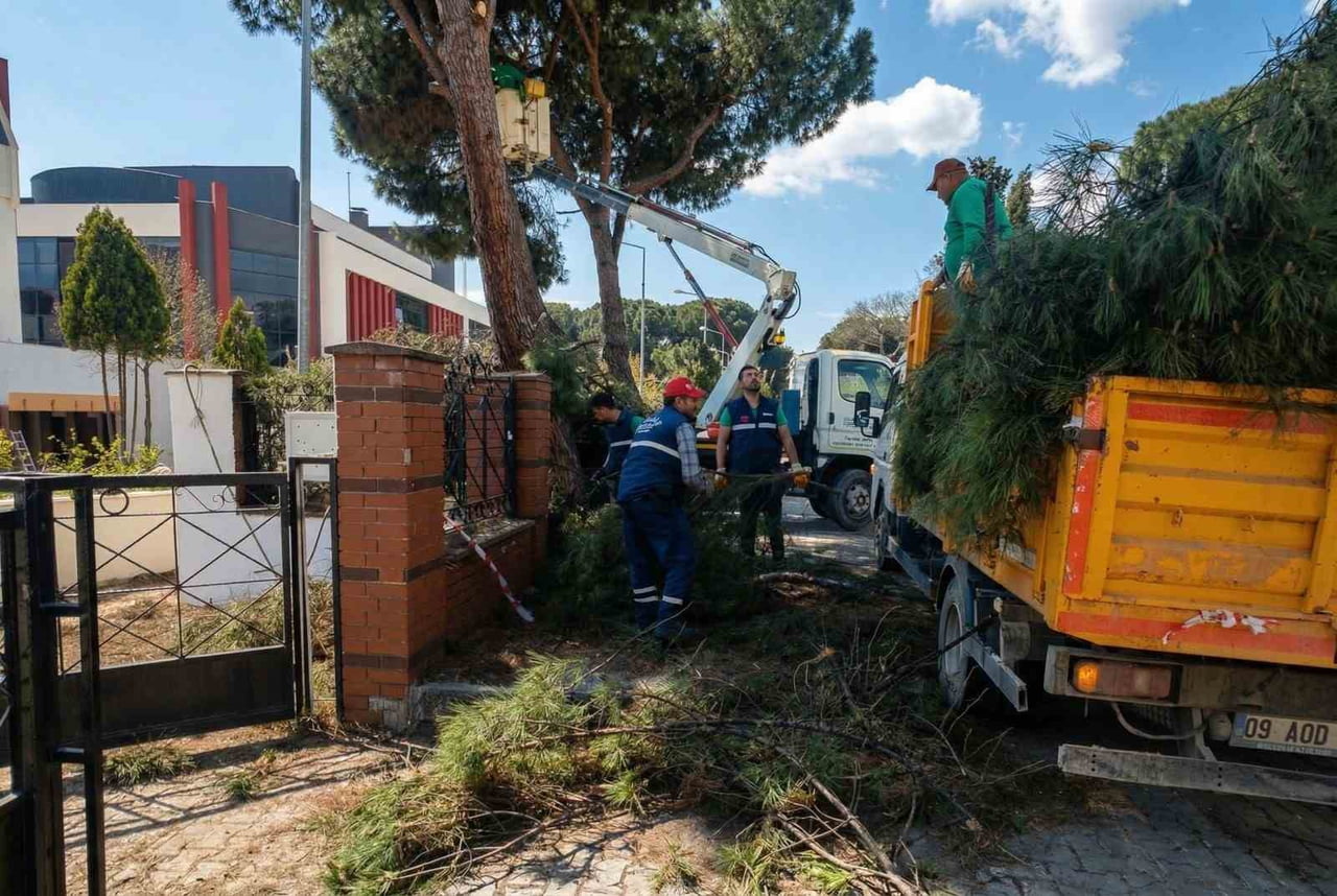 AYDIN'IN EFELER İLÇESİNDE BULUNAN YAŞLI VE YÜKSEK ÇAM AĞAÇLARI BAKIMA ALINIRKEN, TEHLİKELERE...