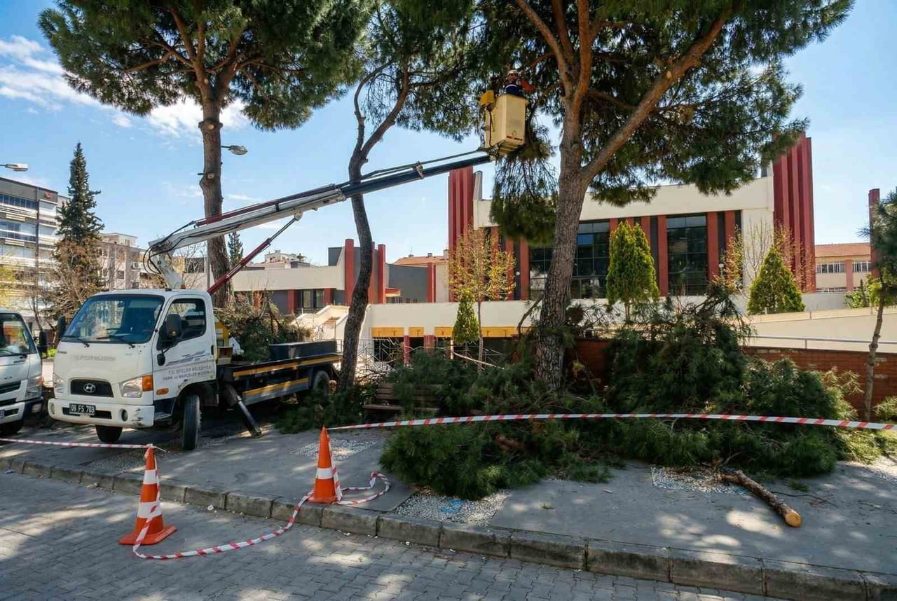 AYDIN'IN EFELER İLÇESİNDE BULUNAN YAŞLI VE YÜKSEK ÇAM AĞAÇLARI BAKIMA ALINIRKEN, TEHLİKELERE...