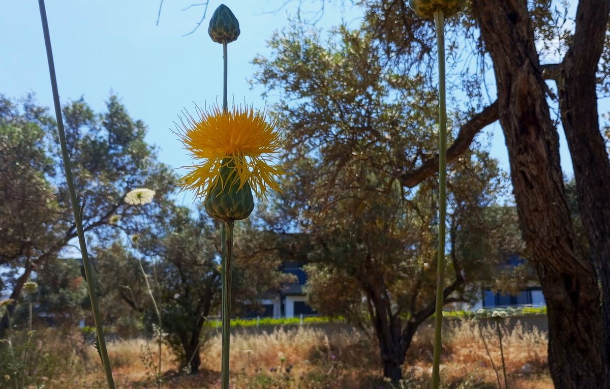 AYDIN'IN KUŞADASI İLÇESİNDE ENDEMİK BİTKİ TÜRÜ TÜLÜŞAH'IN YAŞAM ALANLARININ ZARAR GÖRDÜĞÜNE DİKKAT...