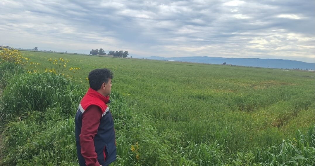 AYDIN'IN SÖKE İLÇESİNDE HUBUBAT EKİLİ ARAZİLERDE DANE KAYBI OLMAMASI İÇİN TEKNİK DENETİM...