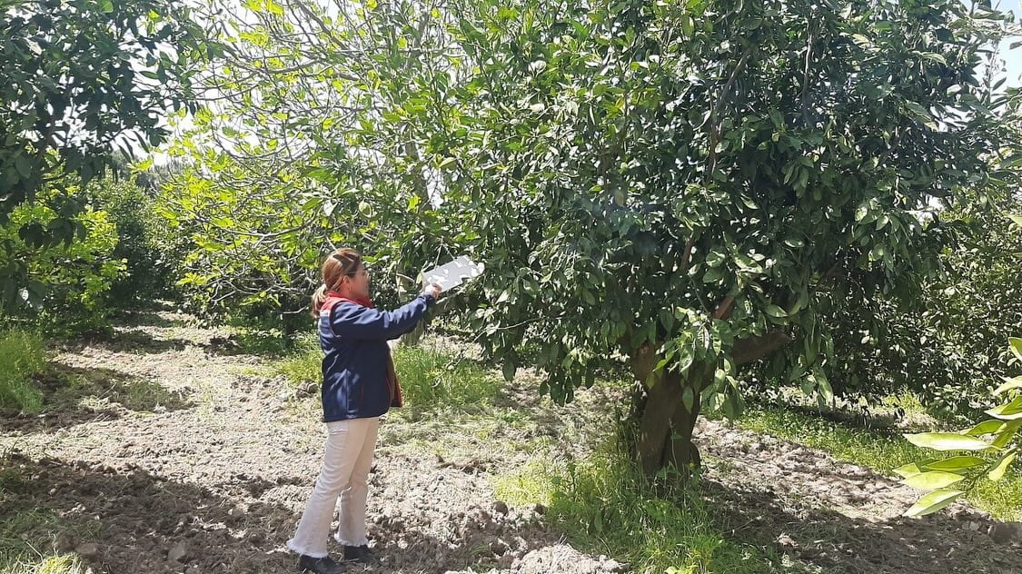 AYDIN'IN SÖKE İLÇESİNDE SAHAYA İNEN İLÇE TARIM EKİPLERİ EKİLİ ALANLARDA HASTALIK VE ZARARLILARA...