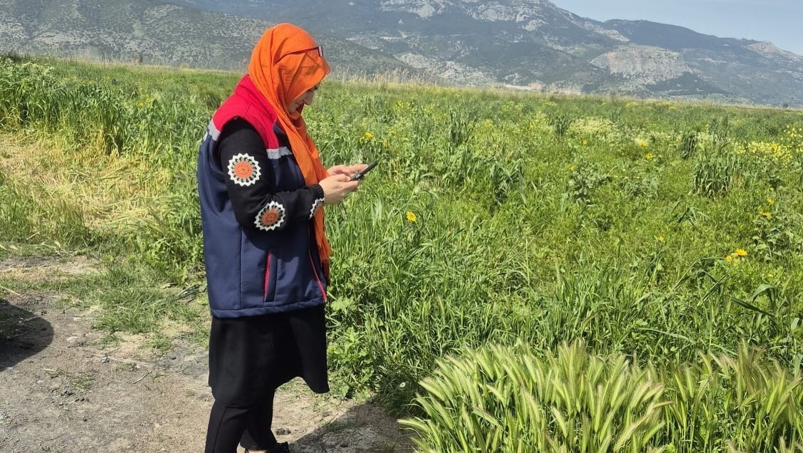 AYDIN'IN SÖKE İLÇESİNDE SAHAYA İNEN İLÇE TARIM EKİPLERİ EKİLİ ALANLARDA HASTALIK VE ZARARLILARA...