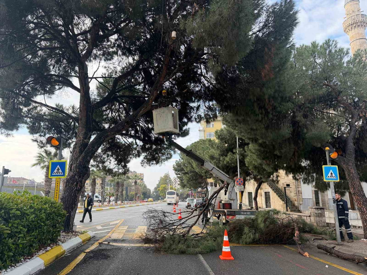 AYDIN BÜYÜKŞEHİR BELEDİYESİ PARK VE BAHÇELER DAİRESİ BAŞKANLIĞI EKİPLERİ, EFELER İLÇESİNDE BULUNAN...