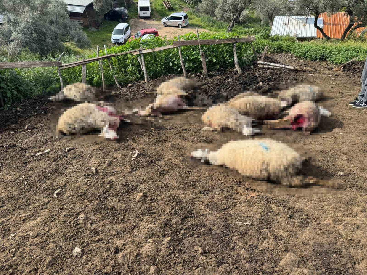 AYDIN’IN ÇİNE İLÇESİNE BAĞLI HALLAÇLAR MAHALLESİ’NDE MEYDANA GELEN KURT SALDIRISI MAHALLE...