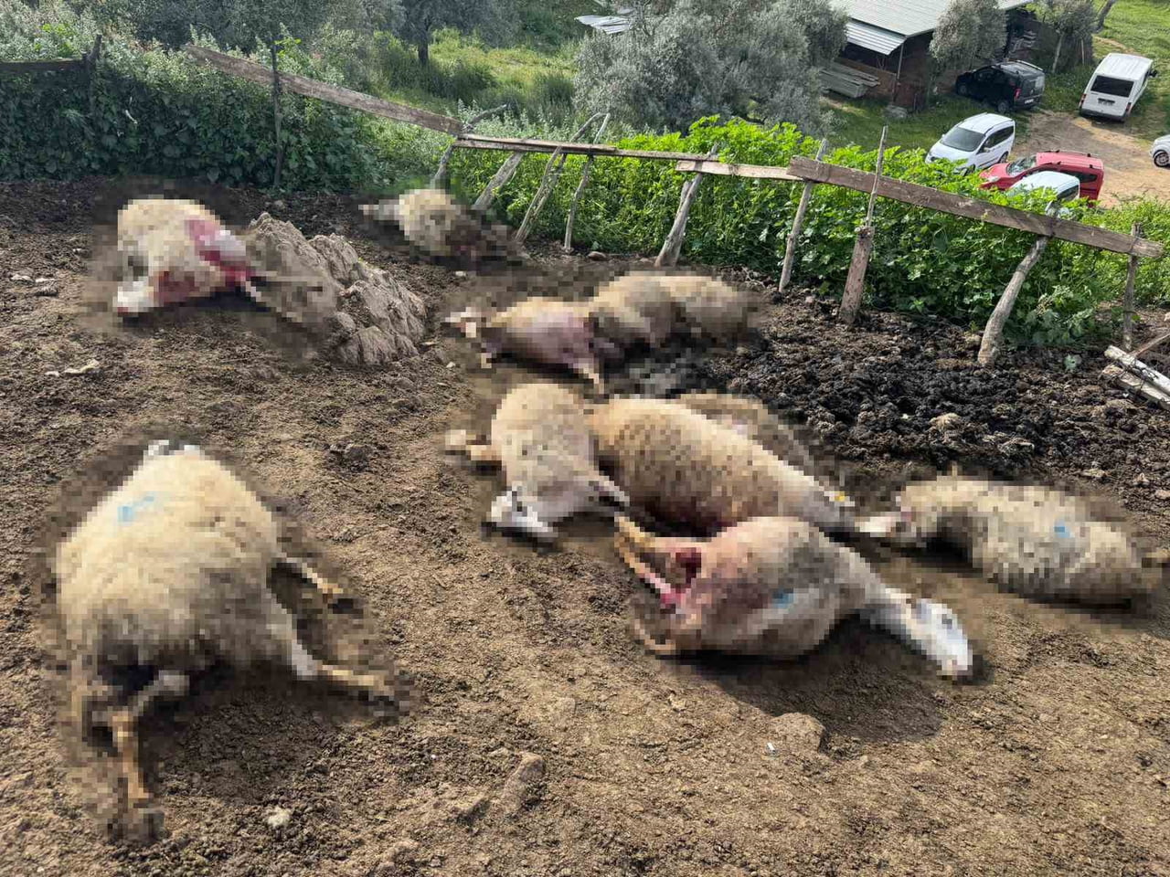 AYDIN’IN ÇİNE İLÇESİNE BAĞLI HALLAÇLAR MAHALLESİ’NDE MEYDANA GELEN KURT SALDIRISI MAHALLE...