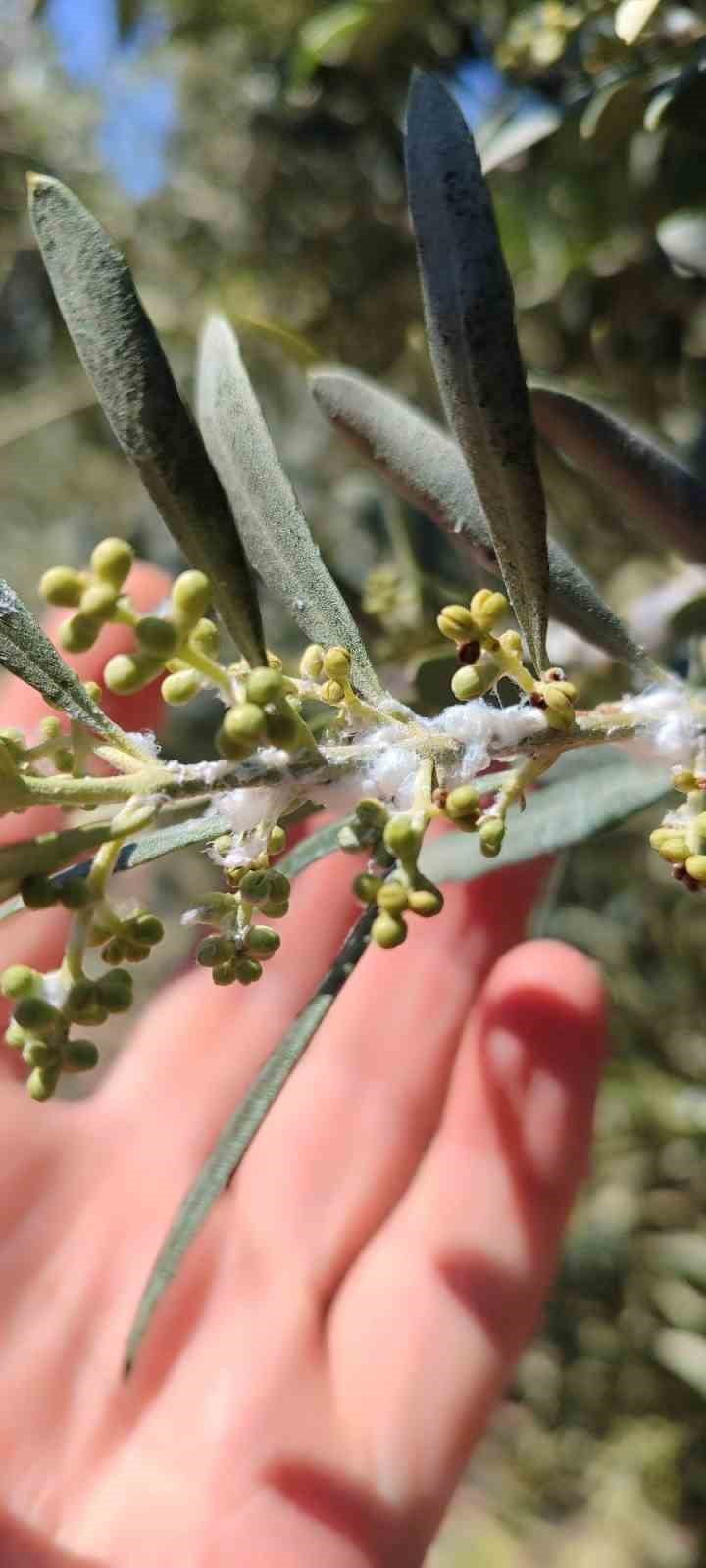 AYDIN’IN DİDİM İLÇESİNDE ZEYTİN ÜRETİCİLERİNE YÖNELİK BİLGİLENDİRME ÇALIŞMALARI KAPSAMINDA...