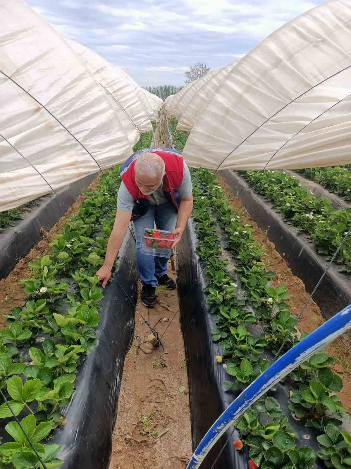 AYDIN’IN KÖŞK İLÇESİNDE ÇİLEK ÜRETİMİNDE KALİTE VE GÜVENLİĞİN ARTIRILMASINA YÖNELİK ÇALIŞMALAR...