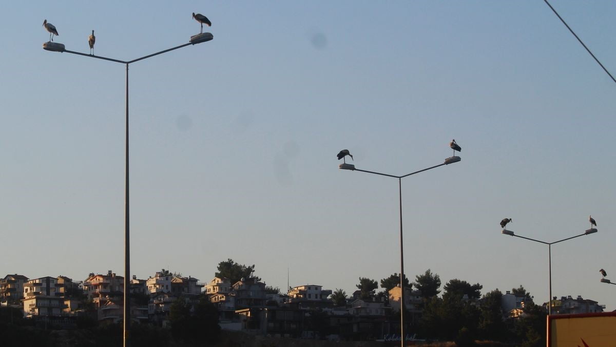 AYDIN’IN KUŞADASI İLÇESİNDE YAKLAŞIK 40 YIL ARADAN SONRA BİR ÇİFT LEYLEK, YENİDEN YUVA KURDU....