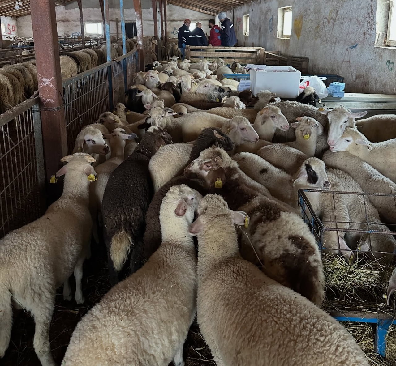 AYDINTEPE'DE ŞAP HASTALIĞINA YÖNELİK NSP VE BAĞIŞIKLIK TAKİBİ BAŞLATILDI