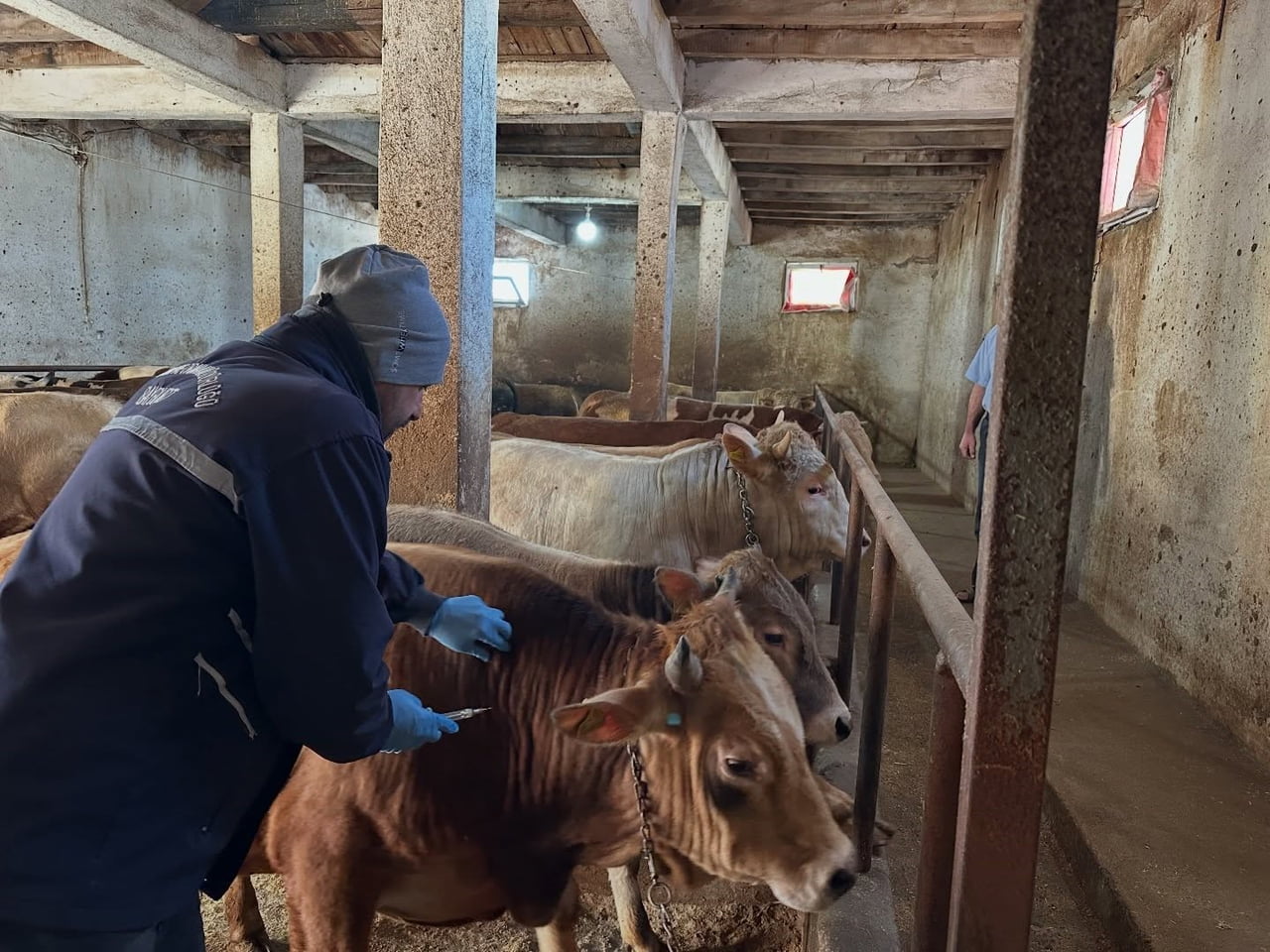 AYDINTEPE'NİN 23 KÖYÜNDE VE 4 MAHALLESİNDE ŞAP AŞILAMA KAMPANYASI TAMAMLANDI