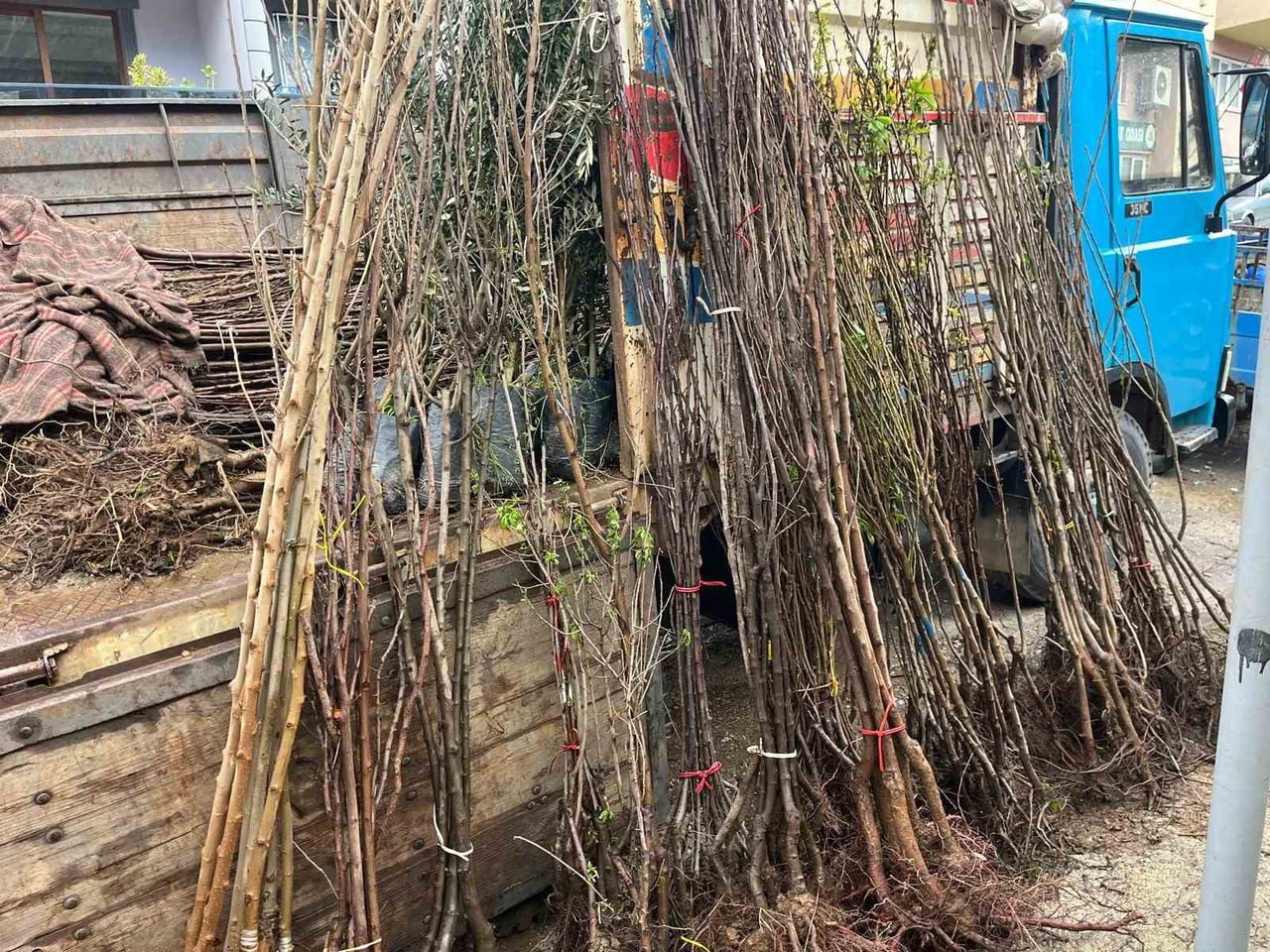 BAHARIN GELİŞİYLE BİRLİKTE BULDAN’DA FİDAN DİKİM SEZONU HAREKETLENDİ. YILLARDIR İLÇEYE FİDAN...