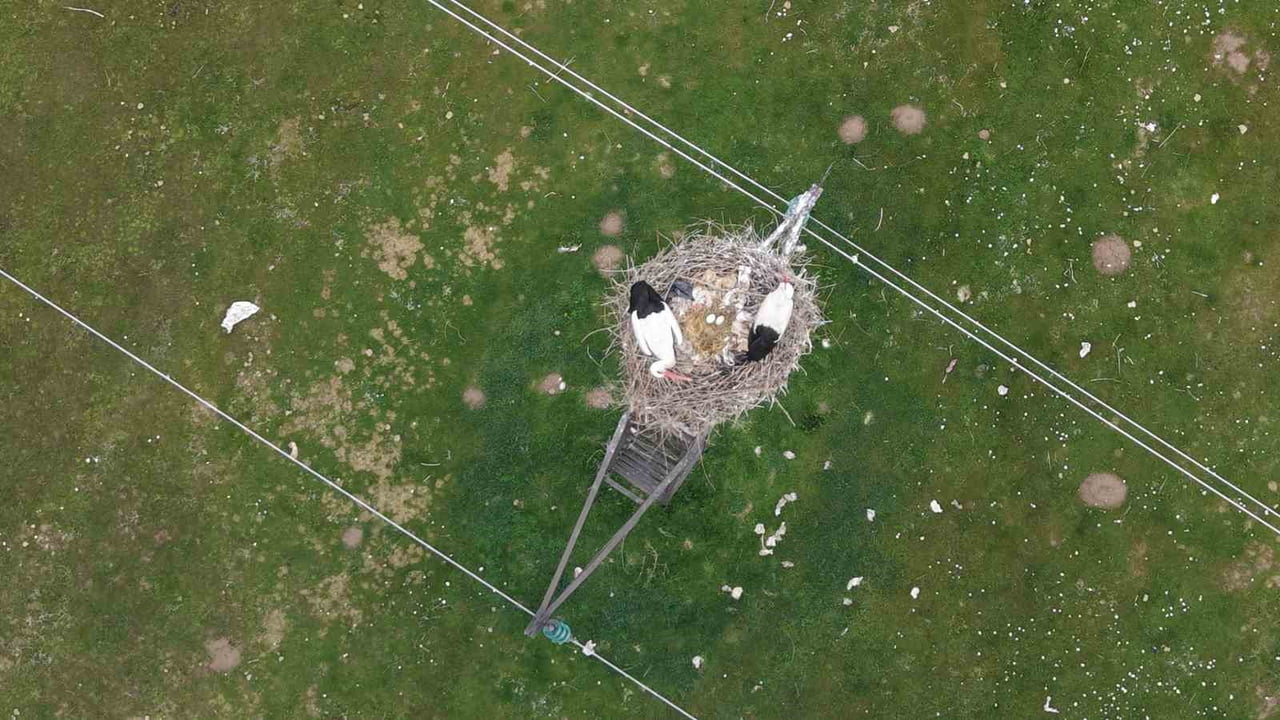 BAHARIN GELİŞİYLE MUŞ OVASI’NA DÖNEN LEYLEKLER YUVALARINI HAZIRLAYARAK YUMURTLAMAYA BAŞLADI....