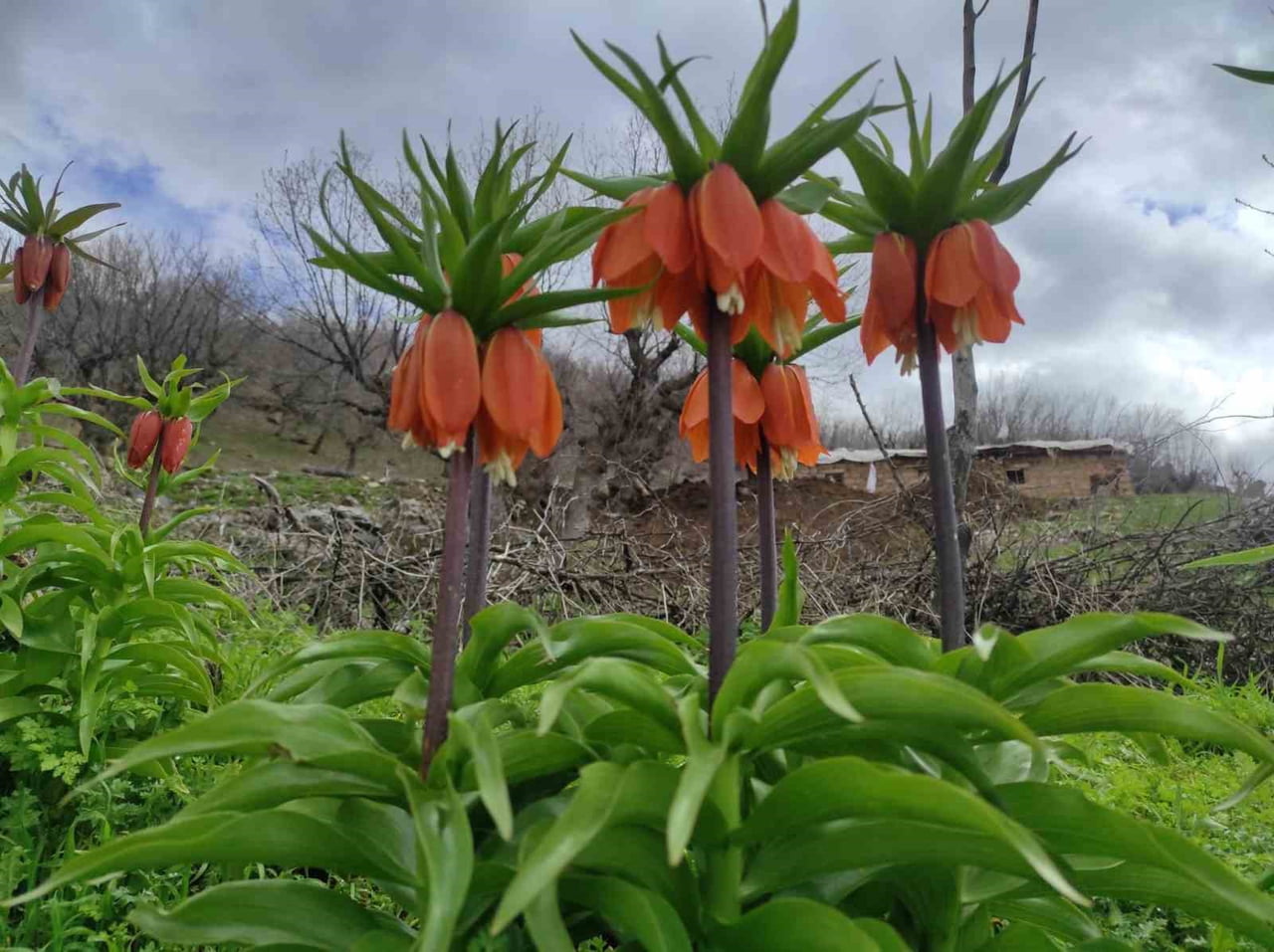BAHARIN HÜZÜNLÜ ÇİÇEĞİ, DOĞU VE GÜNEYDOĞUNUN SEMBOLÜ TERS LALE YOĞUN İLGİ GÖRÜYOR