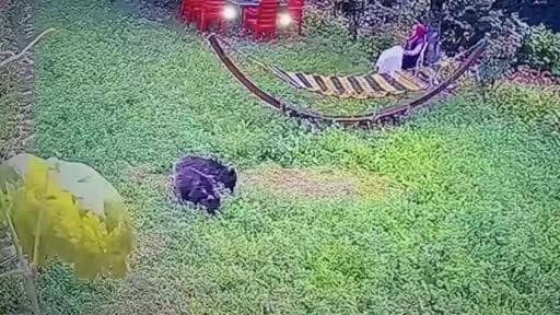 Bahçeye giren yavru ayılar kamerada